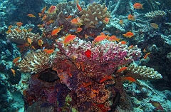 IMG_0862rf_Maldives_Madoogali_Plongee 9_House reef north_Barbiers rouges a queue de lyre_Pseudanthias Squamipinnis